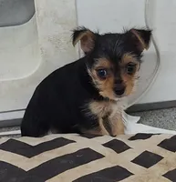 Alley, a female Yorkshire Terrier for sale in Bolivar, MO – Photo 9 of 10