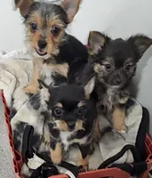 Alley, a female Yorkshire Terrier for sale in Bolivar, MO – Photo 4 of 10