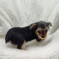 Alley, a female Yorkshire Terrier for sale in Bolivar, MO – Photo 8 of 10