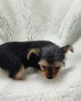 Alley, a female Yorkshire Terrier for sale in Bolivar, MO – Photo 6 of 10