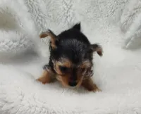 Alley, a female Yorkshire Terrier for sale in Bolivar, MO – Photo 7 of 10