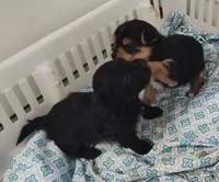 Alley, a female Yorkshire Terrier for sale in Bolivar, MO – Photo 2 of 3