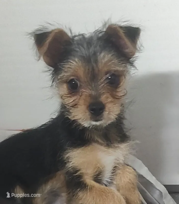 Alley – Yorkshire Terrier puppy for sale in Bolivar, MO