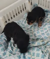 Alley, a female Yorkshire Terrier for sale in Bolivar, MO – Photo 3 of 3