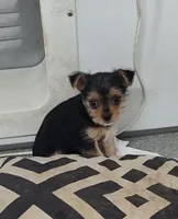 Alley, a female Yorkshire Terrier for sale in Bolivar, MO – Photo 10 of 10