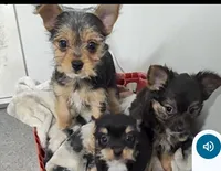 Alley, a female Yorkshire Terrier for sale in Bolivar, MO – Photo 1 of 10