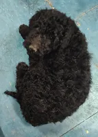 Ebony, a female Labradoodle for sale in Bolivar, MO – Photo 5 of 10