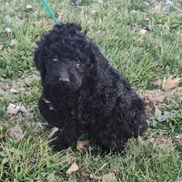 Ebony, a female Labradoodle for sale in Bolivar, MO – Photo 6 of 10