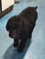 Ebony, a female Labradoodle for sale in Bolivar, MO – Photo 4 of 10