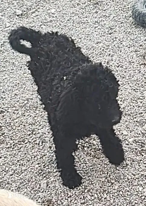 Ebony – Labradoodle puppy for sale in Bolivar, MO