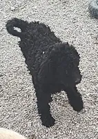 Ebony, a female Labradoodle for sale in Bolivar, MO – Photo 1 of 10