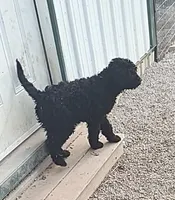 Ebony, a female Labradoodle for sale in Bolivar, MO – Photo 3 of 10