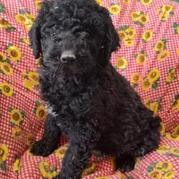 Ebony, a female Labradoodle for sale in Bolivar, MO – Photo 9 of 10