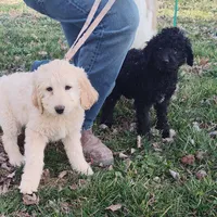 Ebony, a female Labradoodle for sale in Bolivar, MO – Photo 7 of 10
