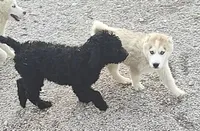 Ebony, a female Labradoodle for sale in Bolivar, MO – Photo 2 of 10