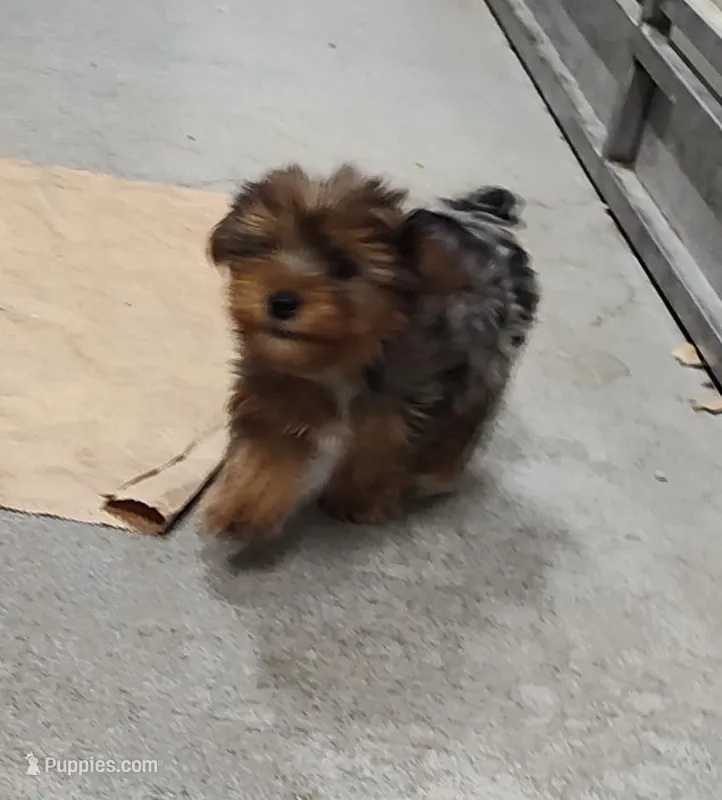 Wynonna – Yorkshire Terrier puppy for sale in Bolivar, MO