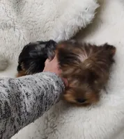 Wynonna, a female Yorkshire Terrier for sale in Bolivar, MO – Photo 1 of 10