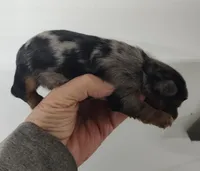 Wynonna, a female Yorkshire Terrier for sale in Bolivar, MO – Photo 6 of 8