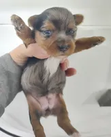 Wynonna, a female Yorkshire Terrier for sale in Bolivar, MO – Photo 3 of 8