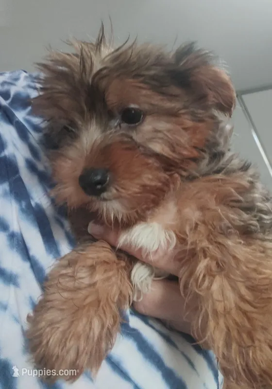 Wynonna – Yorkshire Terrier puppy for sale in Bolivar, MO
