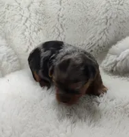 Wynonna, a female Yorkshire Terrier for sale in Bolivar, MO – Photo 2 of 8