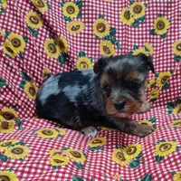 Wynonna, a female Yorkshire Terrier for sale in Bolivar, MO – Photo 10 of 10
