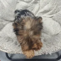 Wynonna, a female Yorkshire Terrier for sale in Bolivar, MO – Photo 4 of 10