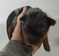 Wynonna, a female Yorkshire Terrier for sale in Bolivar, MO – Photo 5 of 8