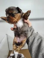 Wynonna, a female Yorkshire Terrier for sale in Bolivar, MO – Photo 4 of 8