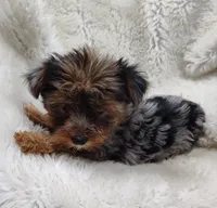 Wynonna, a female Yorkshire Terrier for sale in Bolivar, MO – Photo 9 of 10