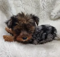 Wynonna, a female Yorkshire Terrier for sale in Bolivar, MO – Photo 5 of 10