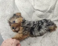 Wynonna, a female Yorkshire Terrier for sale in Bolivar, MO – Photo 2 of 10