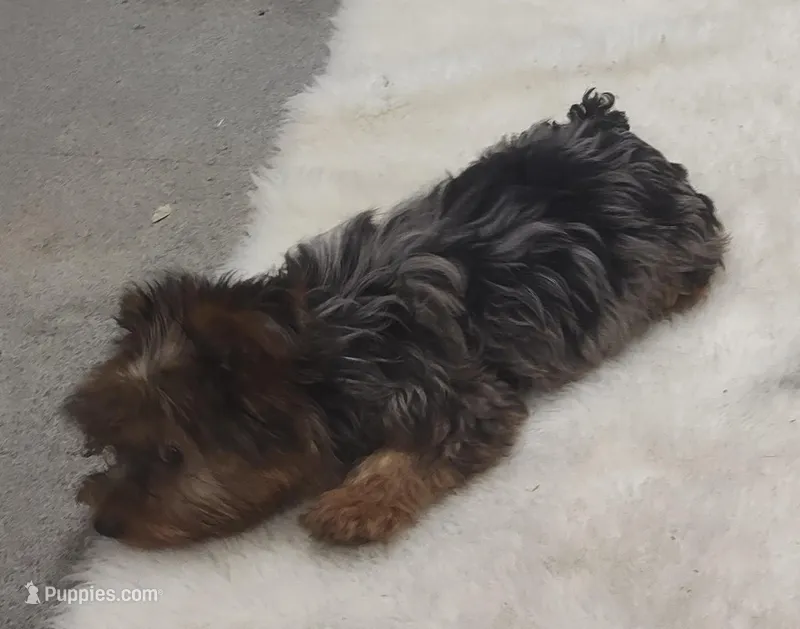 Wynonna – Yorkshire Terrier puppy for sale in Bolivar, MO