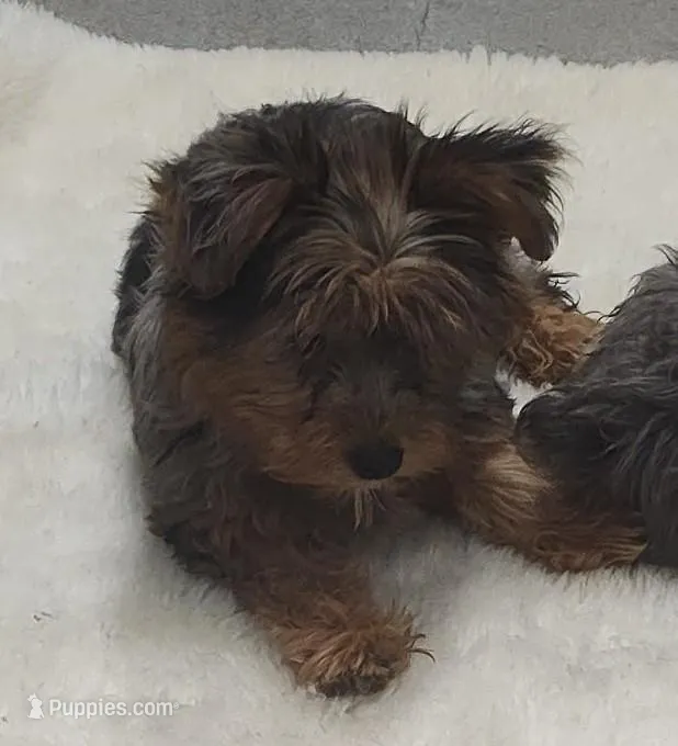 Wynonna – Yorkshire Terrier puppy for sale in Bolivar, MO