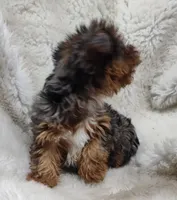 Wynonna, a female Yorkshire Terrier for sale in Bolivar, MO – Photo 7 of 10