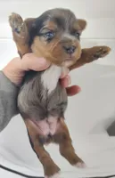 Wynonna, a female Yorkshire Terrier for sale in Bolivar, MO – Photo 8 of 8