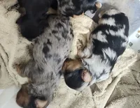 Wynonna, a female Yorkshire Terrier for sale in Bolivar, MO – Photo 7 of 8