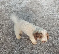 Knox, a male Poodle - Multi-Colored Standard and Poodle - Miniature  for sale in Bolivar, MO – 2 of 2