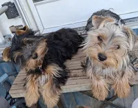Sophia , a female Yorkshire Terrier for sale in Bolivar, MO – 5 of 5