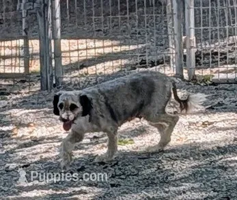 Shay – Poodle - Miniature , Miniature Aussiedoodle puppy for sale in Bolivar, MO