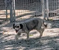Shay, a female Poodle - Miniature  and Miniature Aussiedoodle for sale in Bolivar, MO – 1 of 3