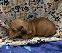 Braxton , a male Miniature Dachshund for sale in Bolivar, MO – 6 of 6