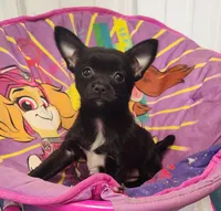 Socks, a female Chihuahua and Pomchi for sale in Bolivar, MO – Photo 1 of 8