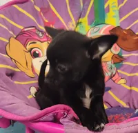 Socks, a female Chihuahua and Pomchi for sale in Bolivar, MO – Photo 6 of 8