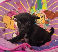 Socks, a female Chihuahua and Pomchi for sale in Bolivar, MO – Photo 8 of 8