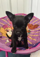 Socks, a female Chihuahua and Pomchi for sale in Bolivar, MO – Photo 4 of 8