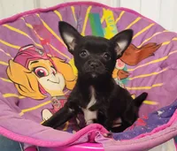 Socks, a female Chihuahua and Pomchi for sale in Bolivar, MO – Photo 2 of 8