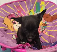 Socks, a female Chihuahua and Pomchi for sale in Bolivar, MO – Photo 7 of 8