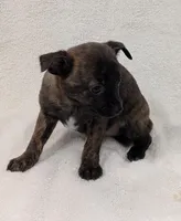 Rodney , a male Chihuahua and Pomchi for sale in Bolivar, MO – Photo 4 of 4