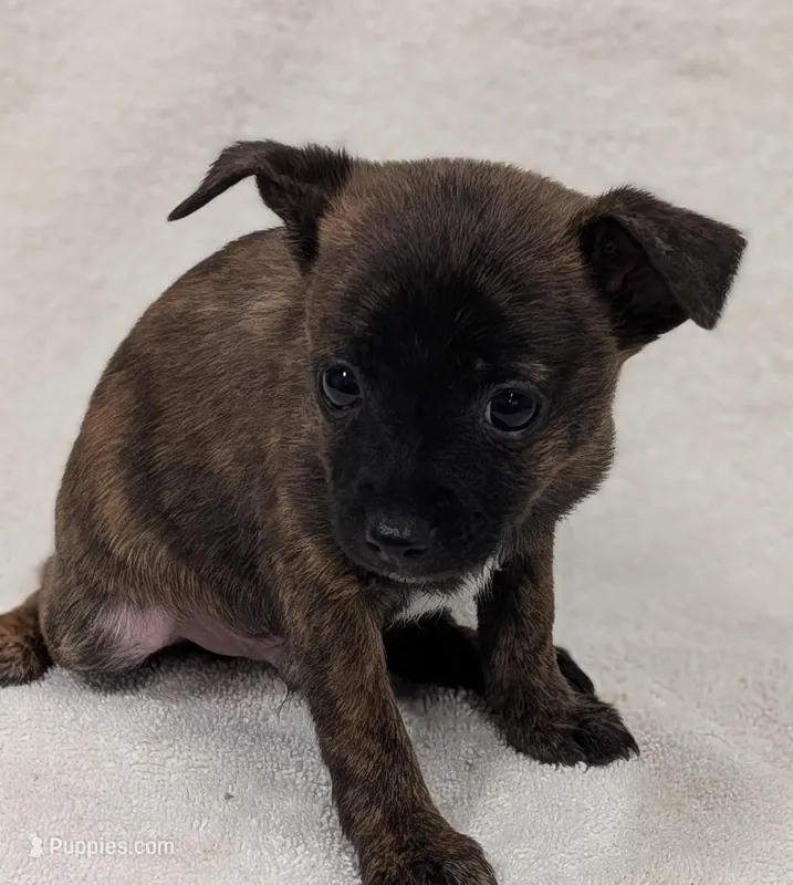 Rodney  – Chihuahua, Pomchi puppy for sale in Bolivar, MO
